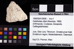 Foto (Objket + Etiketten) von Galatheites zitteli (Moericke, 1889) 